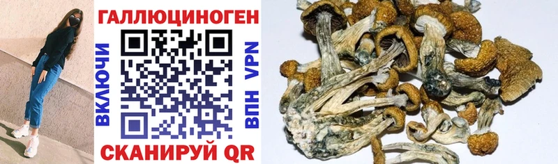Галлюциногенные грибы Psilocybine cubensis  Каспийск 